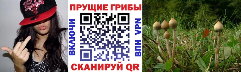 Галлюциногенные грибы Cubensis  хочу наркоту  Партизанск 